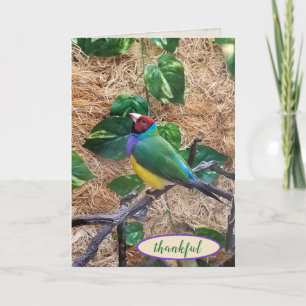 Carte Gouldian Finch sur branche pour remercier