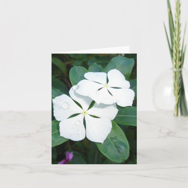 Carte Gouttes de rosée sur v2 blanc (Devant)