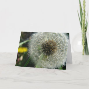 Carte Graines de Dandelion
