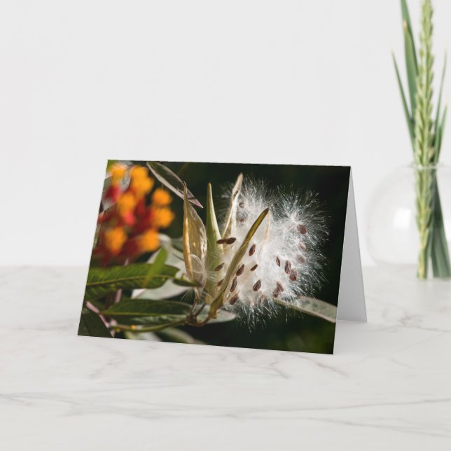 Carte Graines de Milkweed (Devant)