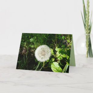 Carte Graines prêtes à voler