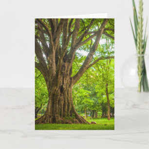 Carte Grand arbre dans le parc