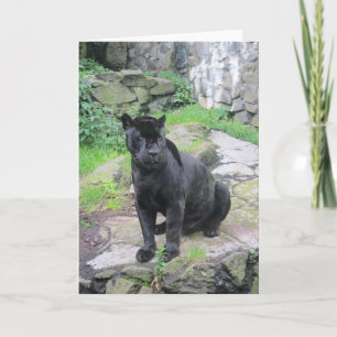 Carte Grand chat noir de Jaguar sur se reposer sur la