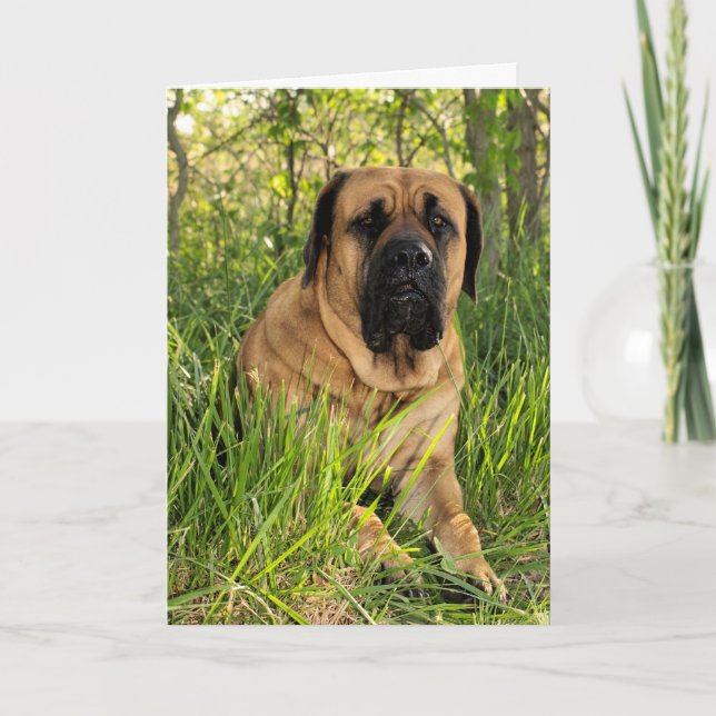 Carte Grand chien anglais de mastiff - souhaits (Devant)