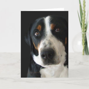 Carte Grand Chien de montagne suisse yeux tristes