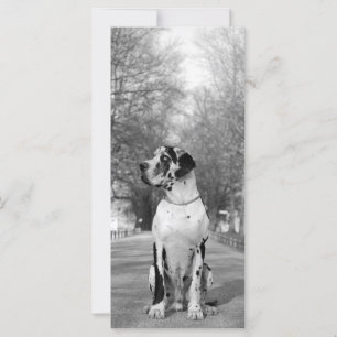 Carte Grand Danois Pictures