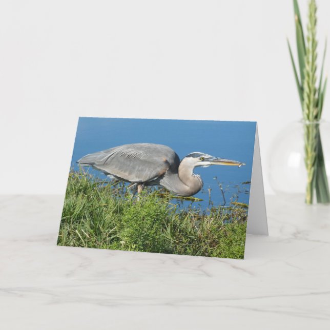 Carte "Grand Héron bleu avec poisson 1."Carte de voeux (Devant)