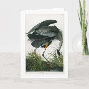 Carte Grand héron bleu, John James Audubon