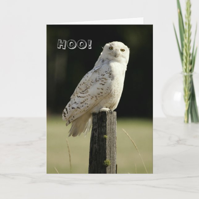 Carte Grand hibou de Snowy White, pensant à vous (Devant)