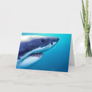 Carte Grand requin blanc Afrique du Sud