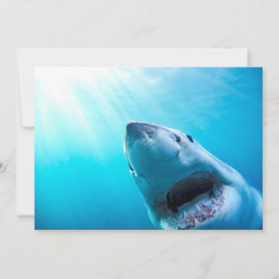 Carte Grand requin blanc Afrique du Sud