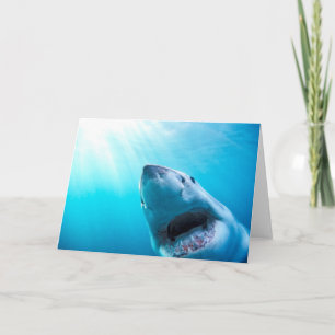 Carte Grand requin blanc Afrique du Sud