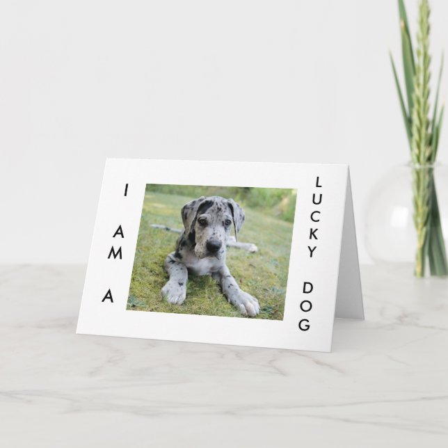 CARTE "GRAND SOUHAIT D'ANNIVERSAIRE DU GRAND DANE" (Devant)