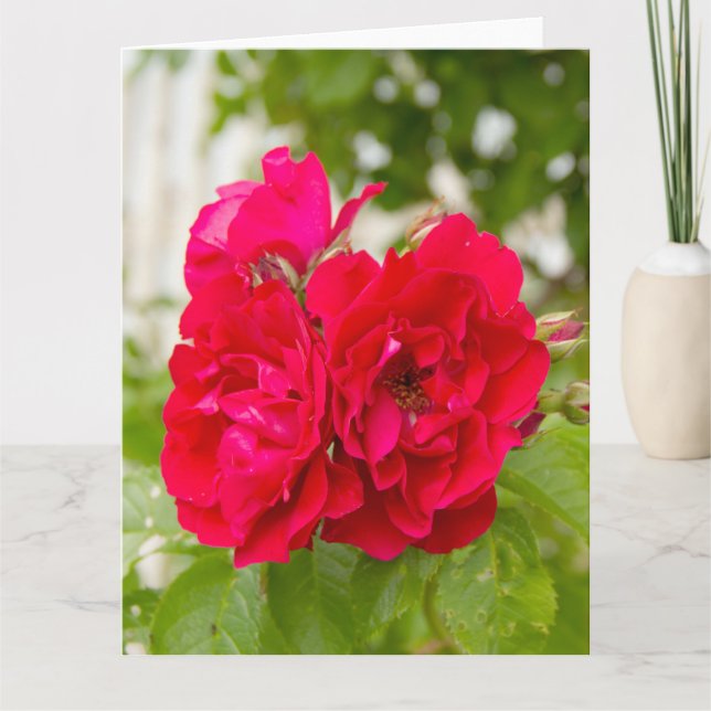 Carte Grandes roses rouges dans le jardin (Devant)