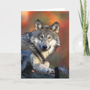 Carte Gray Wolf
