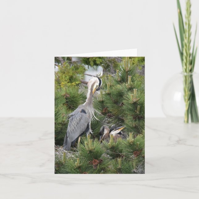 Carte Great Blue Heron et ses bébés (Devant)