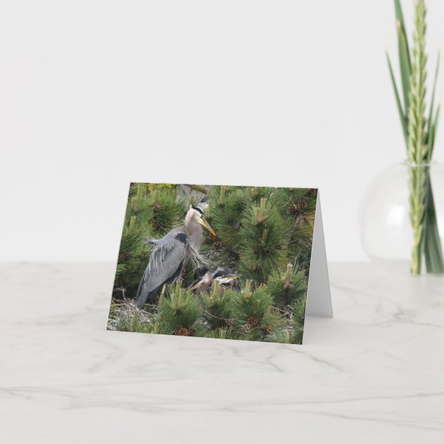 Carte Great Blue Heron et ses bébés (Devant)