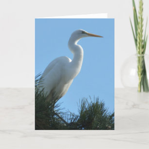 Carte Great Egret dans la Floride ensoleillée