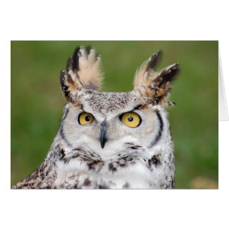Carte Great Horned Own 2