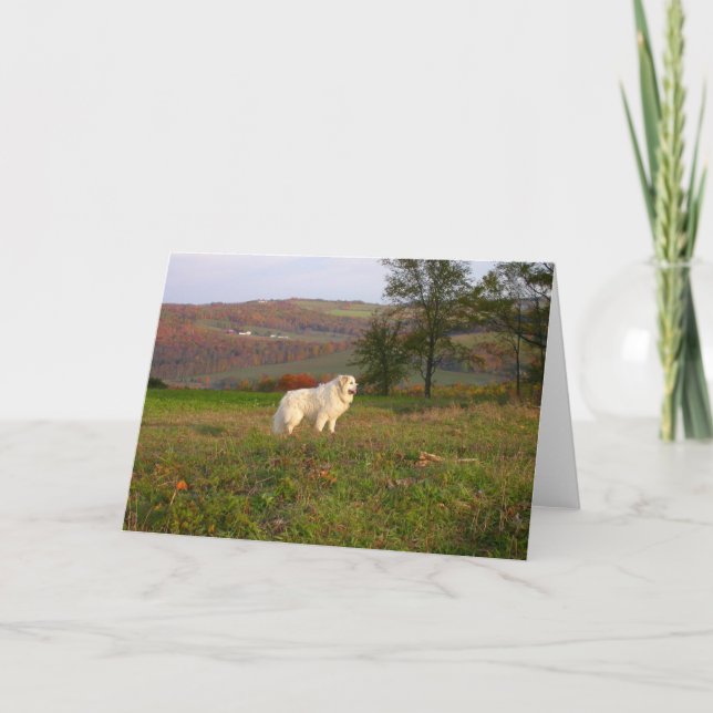 Carte Great Pyrenees (Devant)