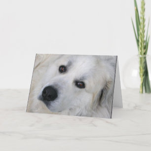 Carte Great Pyrenees
