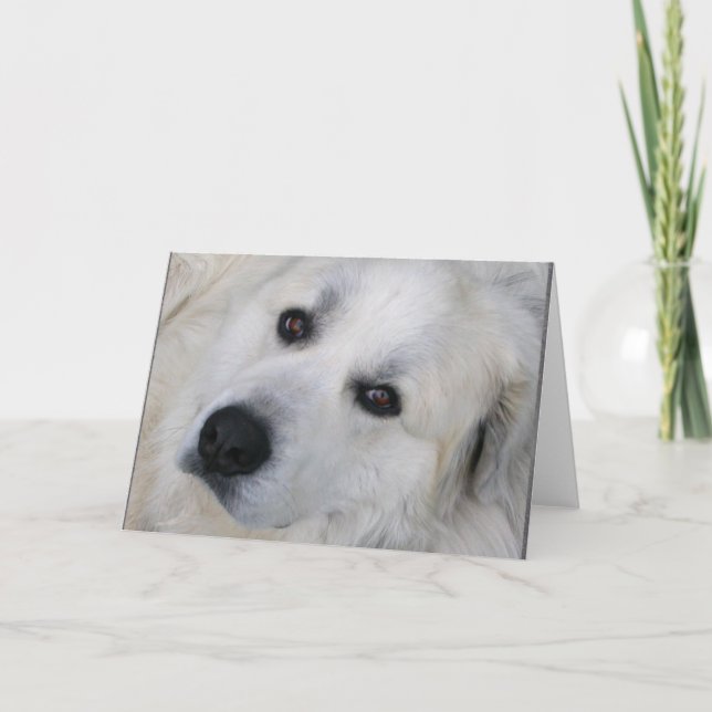 Carte Great Pyrenees (Devant)