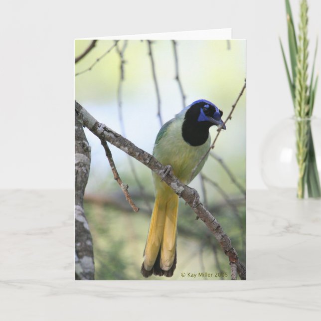 Carte Greenjay-2 (Devant)