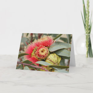 Carte GREETING CARD - Eucalyptus australien d'origine