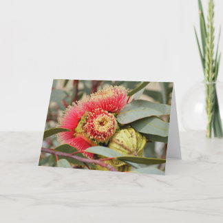Carte GREETING CARD - Eucalyptus australien d'origine