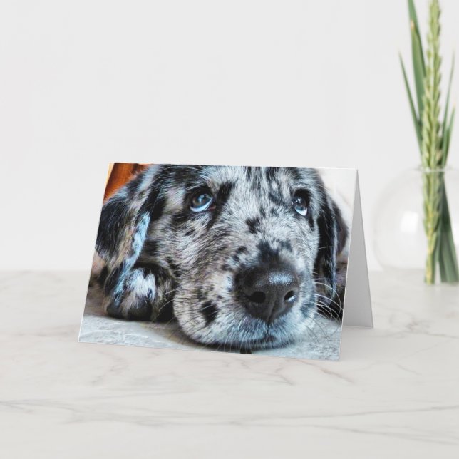 Carte Greeting Puppy Look (Devant)