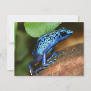 Carte grenouille bleue