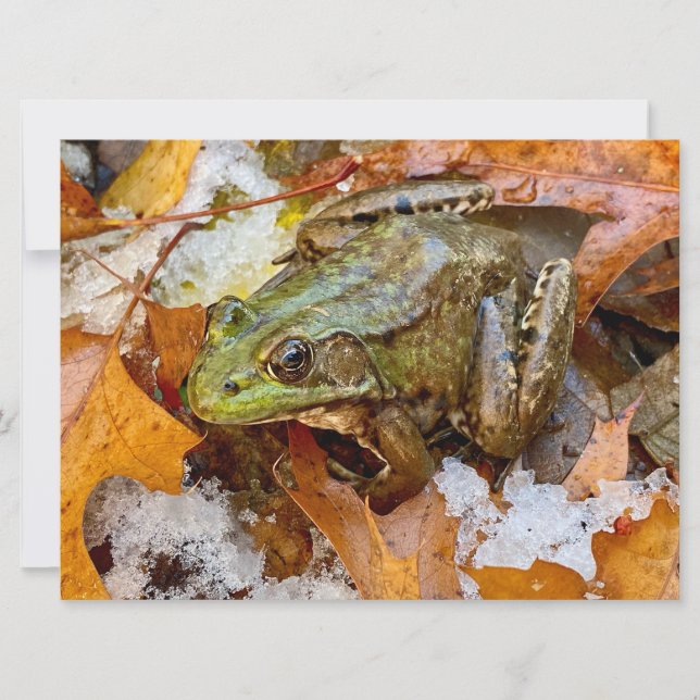 Carte Grenouille taureau américaine dans l'aimant d'auto (Devant)