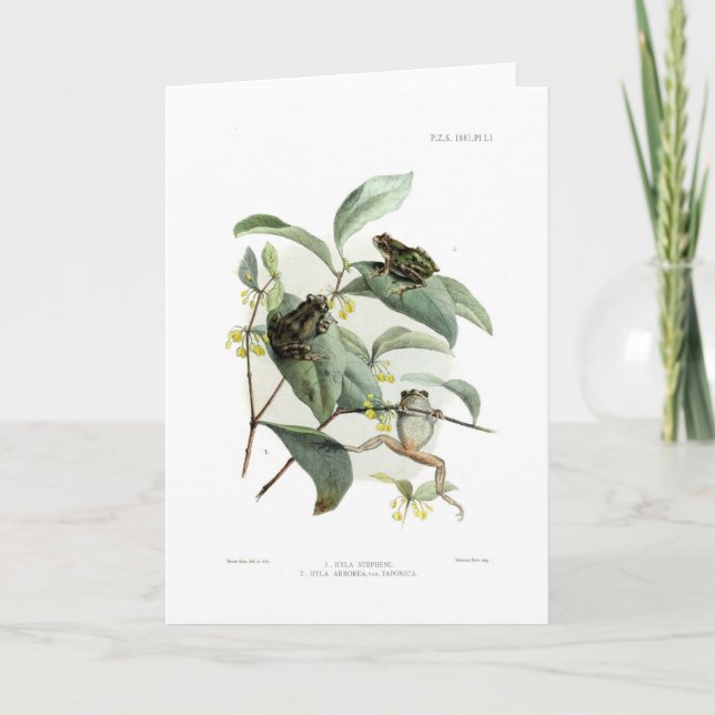 Carte Grenouilles d'arbre (Devant)