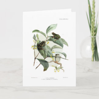 Carte Grenouilles d'arbre