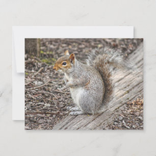 Carte Grey Squirrel Bute Park, Cardiff, Pays de Galles.