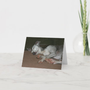 Carte Greyhound italienne #1