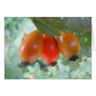 Carte grise 3 Haricots, blanc