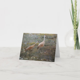 Carte grise de Sandhill Crane