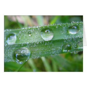 Carte grise du brin d'herbe avec gouttes d'eau, bl