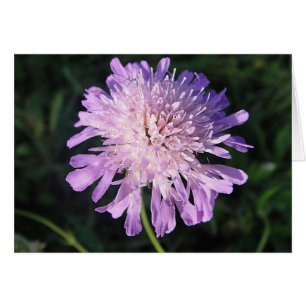 Carte grise lila scabiosa, blanche, pouvant être r
