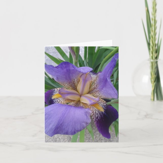 Carte Gros plan de la floraison de la fleur d'Iris (Devant)