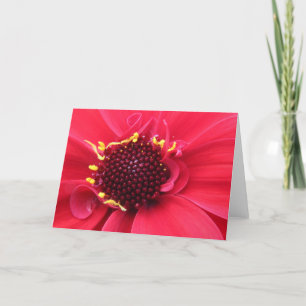 Carte Gros plan de Red Dahlia
