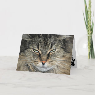 Carte Gros visage Chat Anniversaire