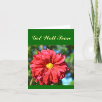 "Grosse Dahlia Rouge Avec Centre Bouton Jaune"