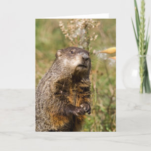 Carte Groundhog