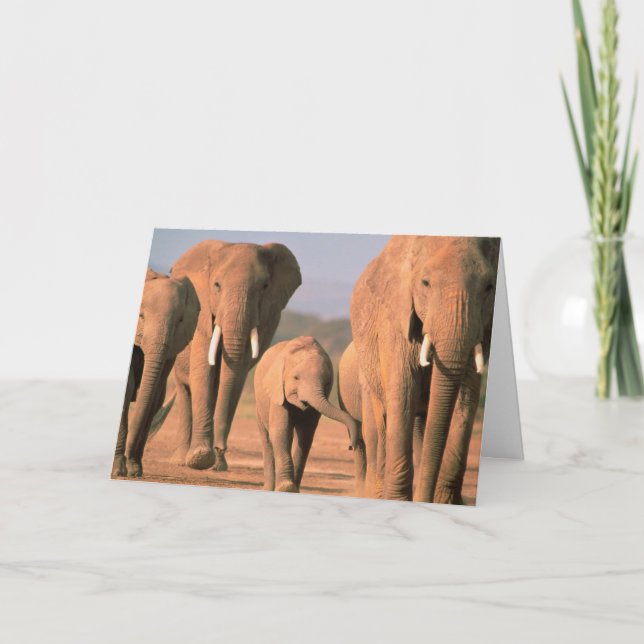 Carte "GROUPE" 30e ANNIVERSAIRE DES ÉLÉPHANTS (Devant)