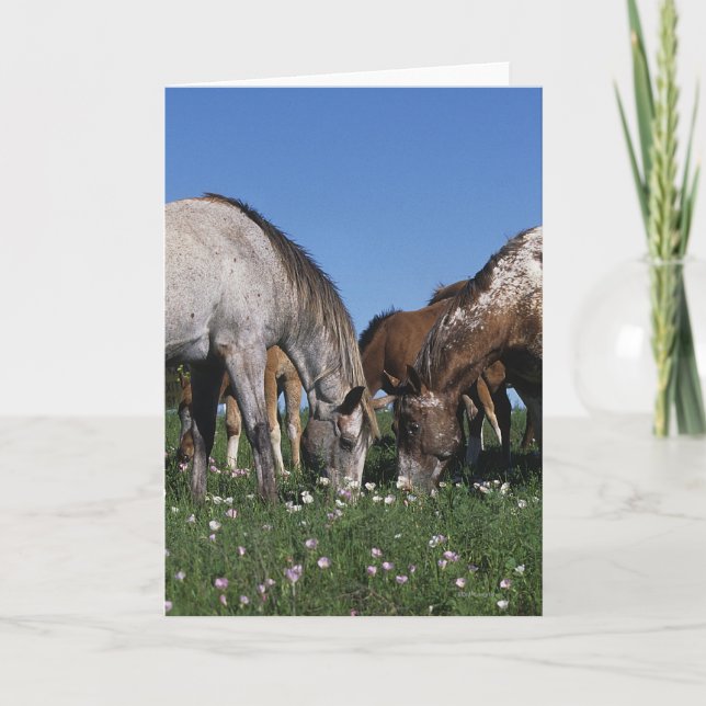Carte Groupe de pâturage de chevaux d'Appaloosa (Devant)