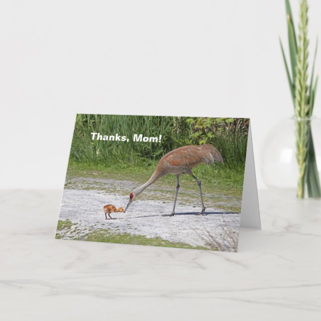 Carte Grues de Sandhill d'oiseau de mère et d'oiseau de (Devant)