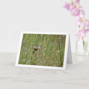 Carte Guêpe de mammouth - Megascolia maculata