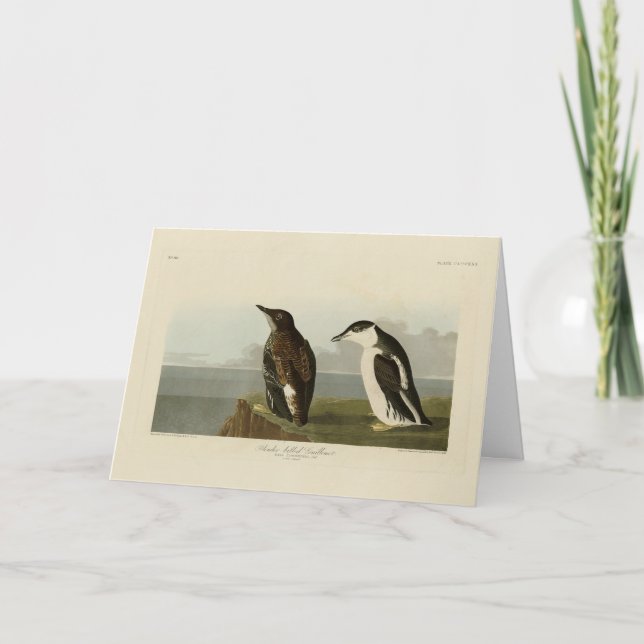 Carte Guillemot à bec mince, Audubon Birds of America (Devant)